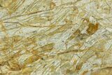 Polished Cambrian Stromatolite Fossil - Czech Republic #363064-2